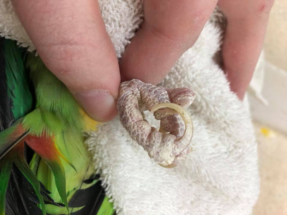 Five reasons your bird requires a nail trim