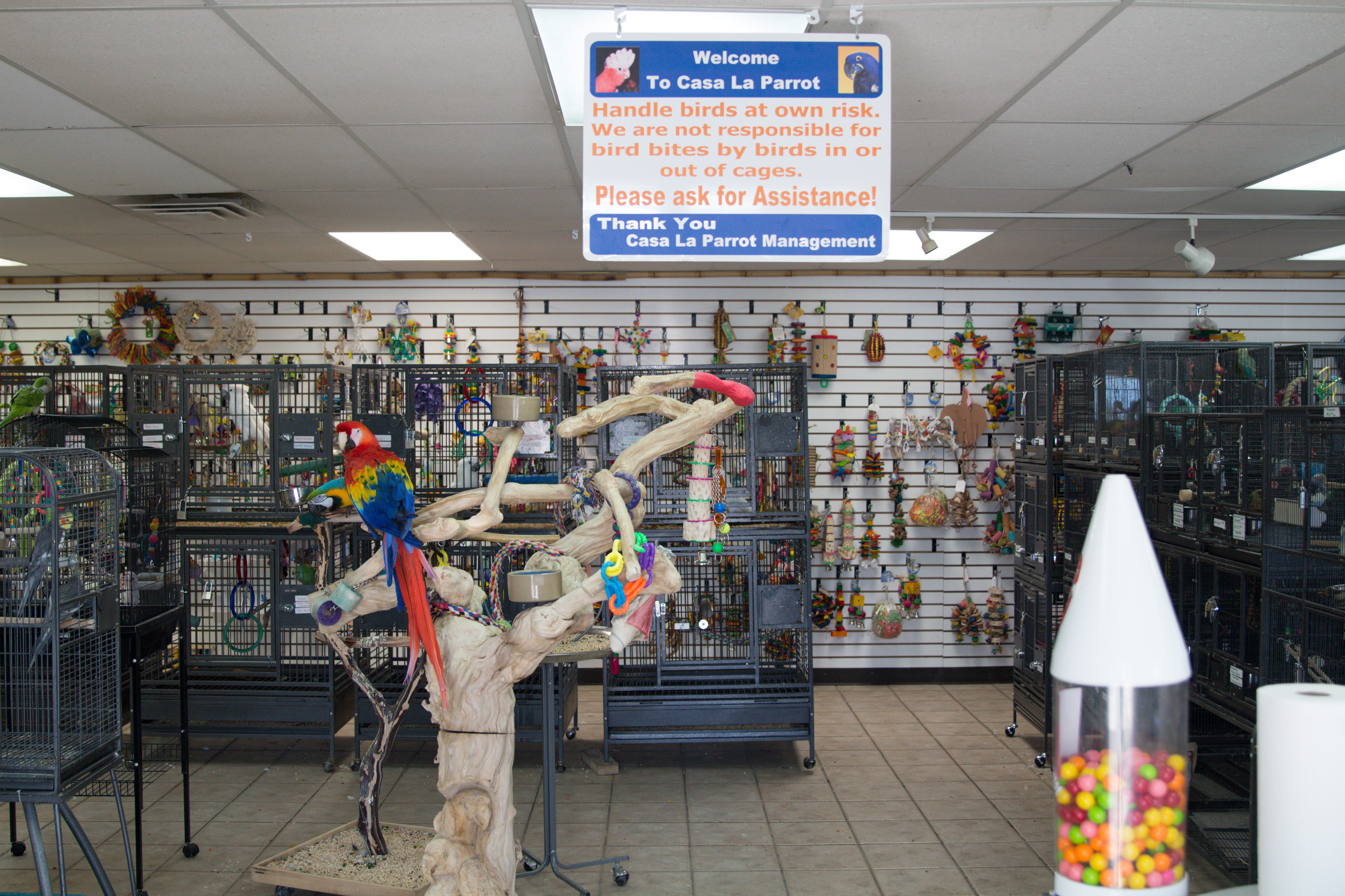 parrot store